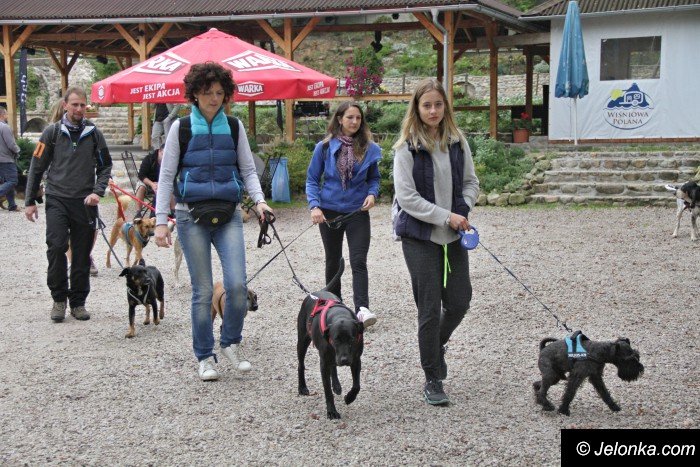 na-starcie-w-dogtrekkingu-staneo-150-zespoow-foto-65167