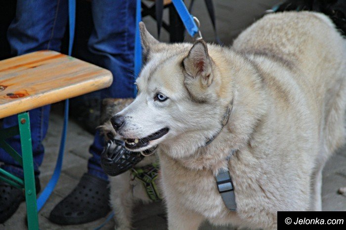 na-starcie-w-dogtrekkingu-staneo-150-zespoow-foto-65167