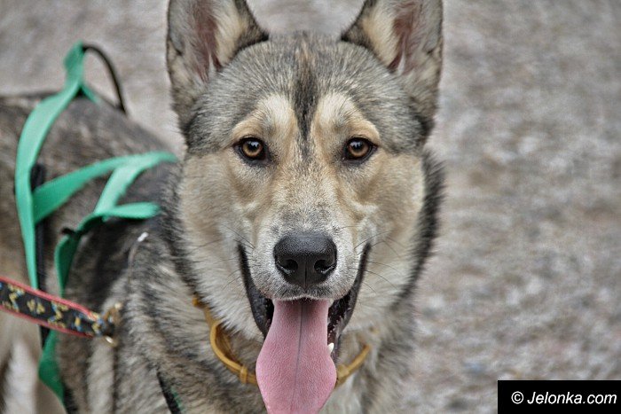 na-starcie-w-dogtrekkingu-staneo-150-zespoow-foto-65167