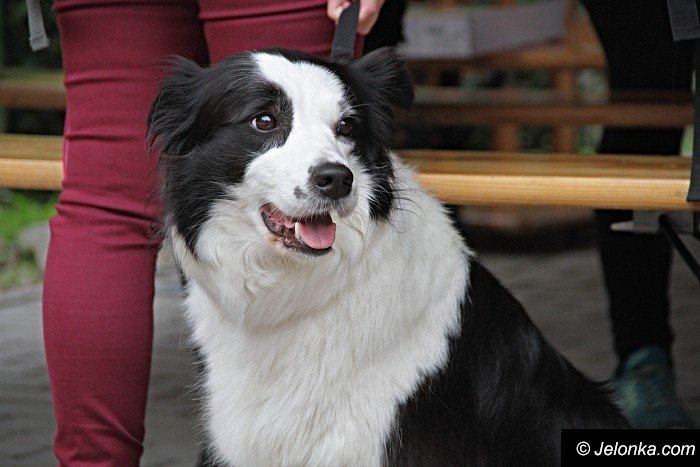 na-starcie-w-dogtrekkingu-staneo-150-zespoow-foto-65167
