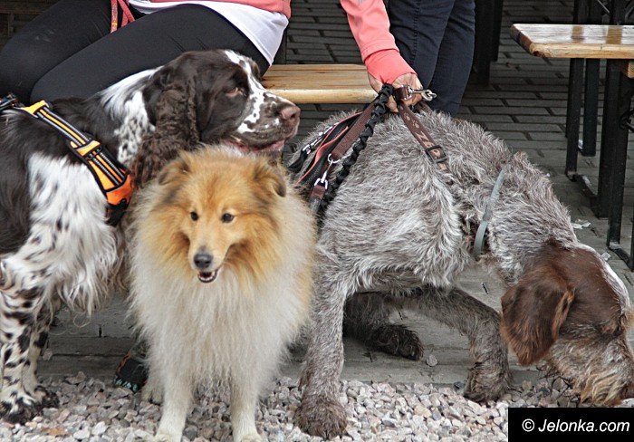 na-starcie-w-dogtrekkingu-staneo-150-zespoow-foto-65167