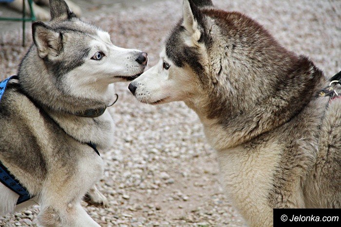 na-starcie-w-dogtrekkingu-staneo-150-zespoow-foto-65167