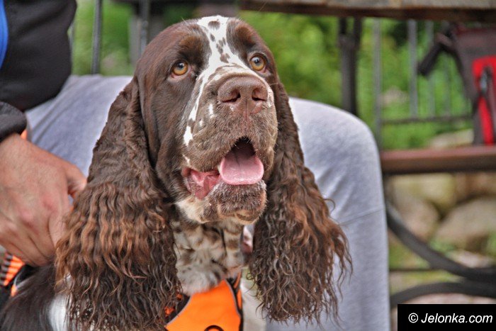 na-starcie-w-dogtrekkingu-staneo-150-zespoow-foto-65167