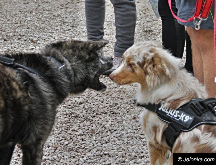 na-starcie-w-dogtrekkingu-staneo-150-zespoow-foto-65167