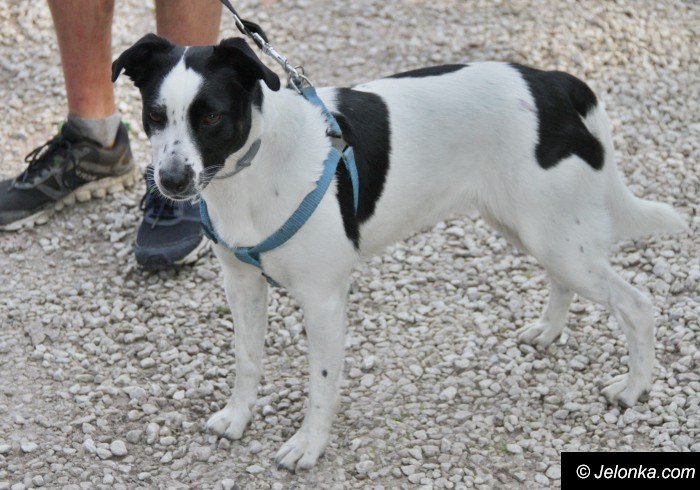 na-starcie-w-dogtrekkingu-staneo-150-zespoow-foto-65167