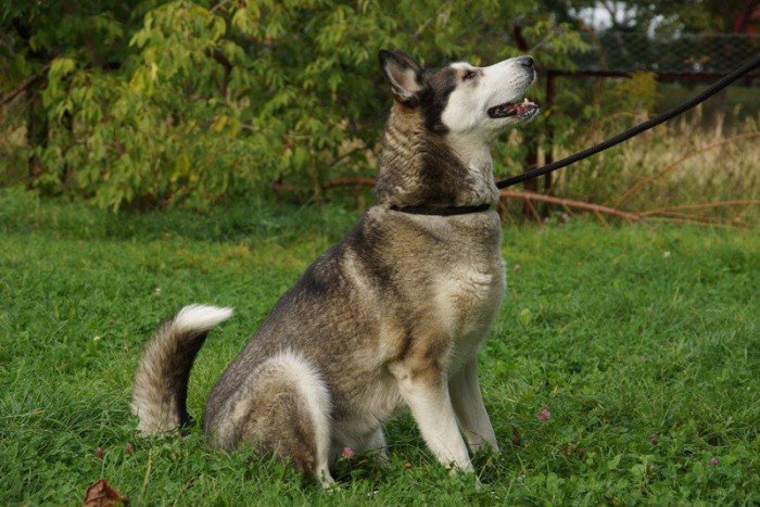 Azaja
