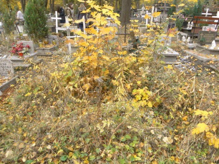 modziez-z-bursy-nr-1-sprzataa-zapomniane-groby-foto-65653