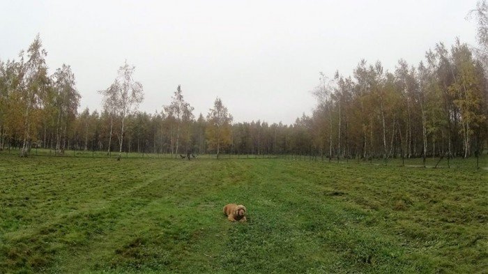 psi-park-w-koncu-po-odbiorze-foto-65673