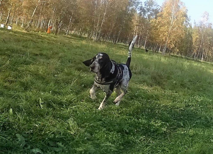 psi-park-w-koncu-po-odbiorze-foto-65673