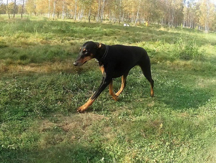 psi-park-w-koncu-po-odbiorze-foto-65673
