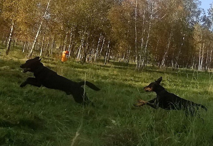 psi-park-w-koncu-po-odbiorze-foto-65673