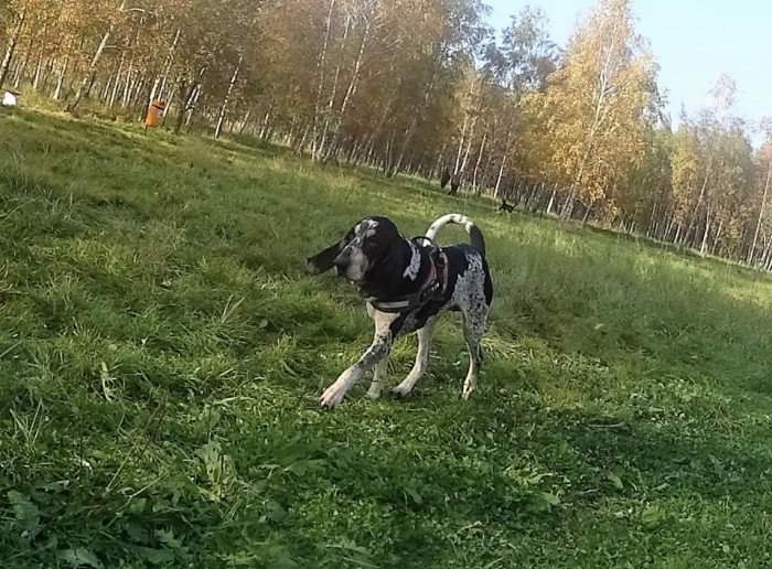 psi-park-w-koncu-po-odbiorze-foto-65673