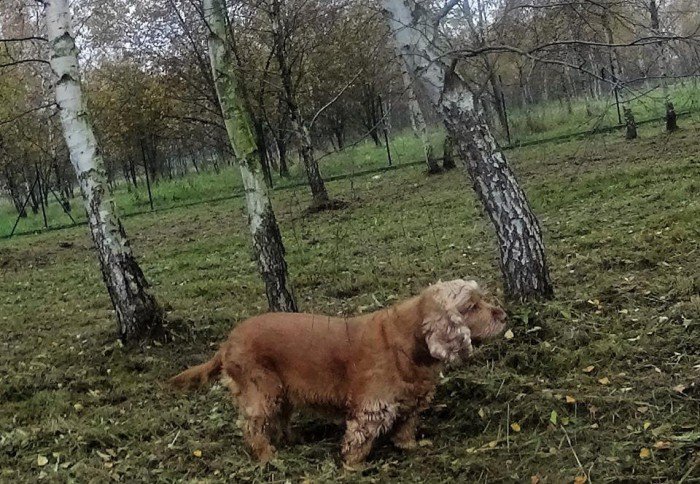 psi-park-w-koncu-po-odbiorze-foto-65673