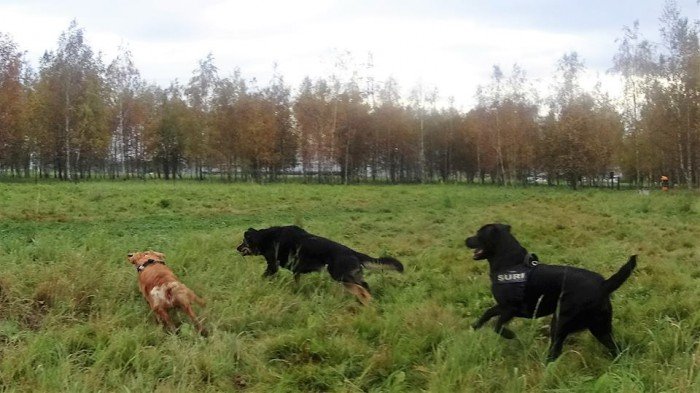 psi-park-w-koncu-po-odbiorze-foto-65673