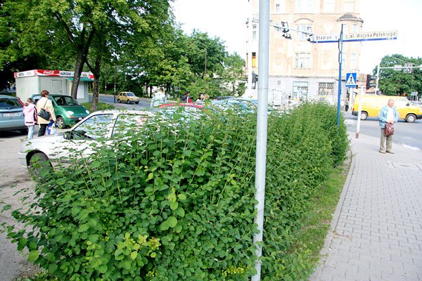 przestepstwa-na-zielono-6568