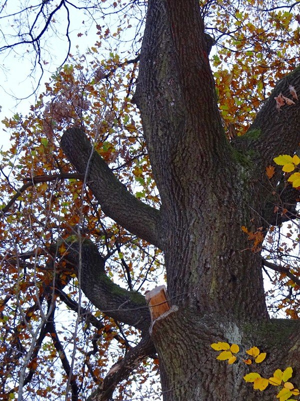 w-kpnie-usuwaja-niebezpieczne-drzewa-i-gaezie-foto-65830
