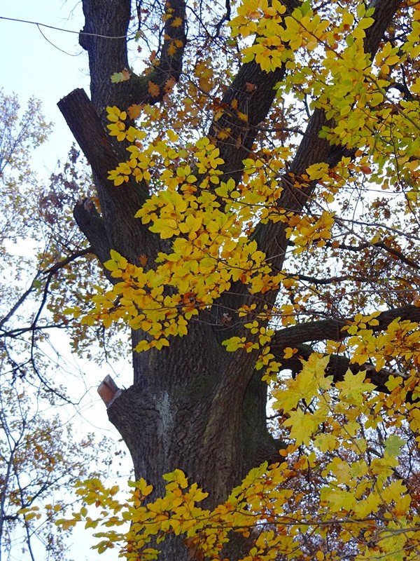 w-kpnie-usuwaja-niebezpieczne-drzewa-i-gaezie-foto-65830
