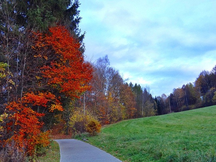 w-kpnie-usuwaja-niebezpieczne-drzewa-i-gaezie-foto-65830