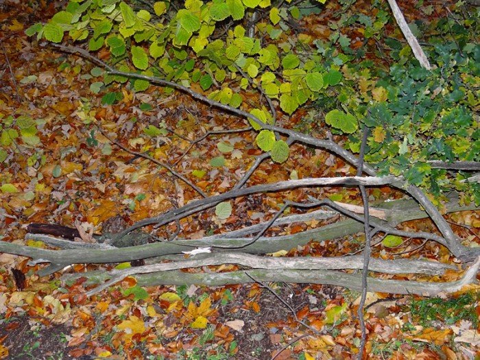 w-kpnie-usuwaja-niebezpieczne-drzewa-i-gaezie-foto-65830