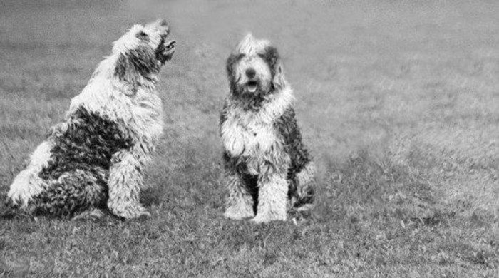 Grand Griffony Vendeeny – psy myśliwskie F. Schaffgotscha