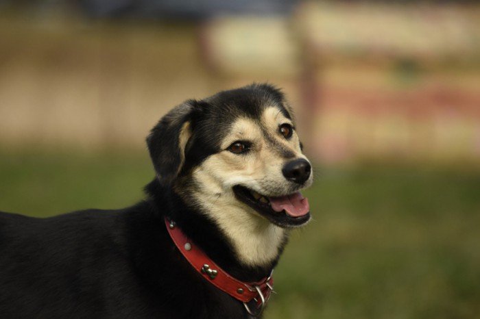 Kelpie