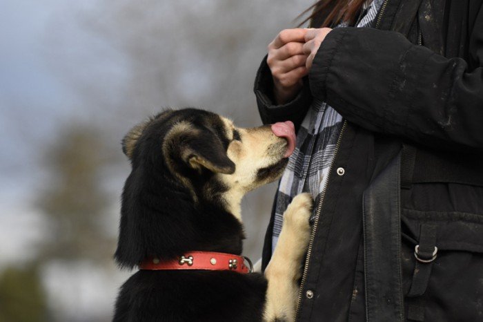 Kelpie