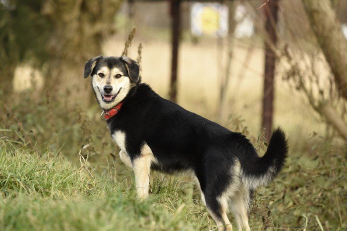 Kelpie