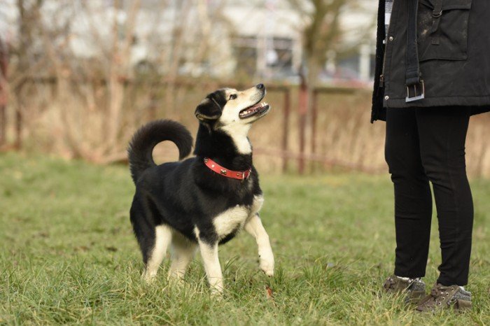 Kelpie