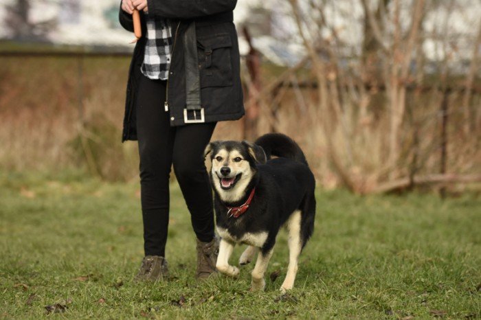 Kelpie