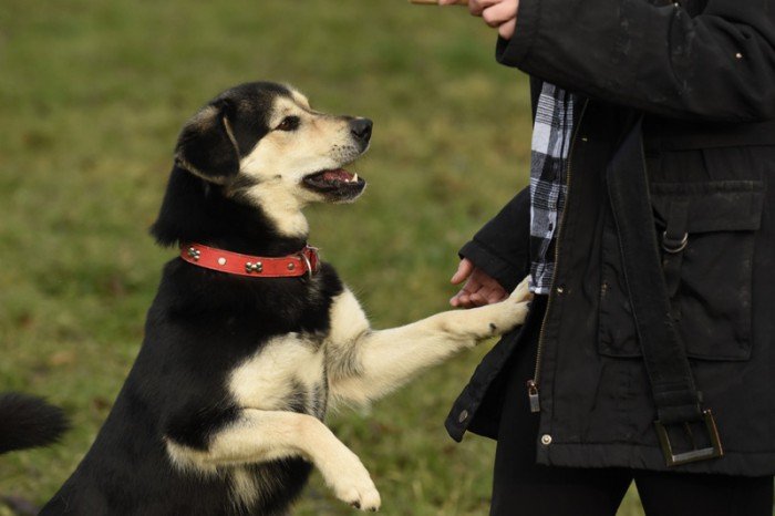 Kelpie