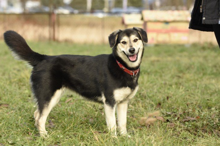 Kelpie