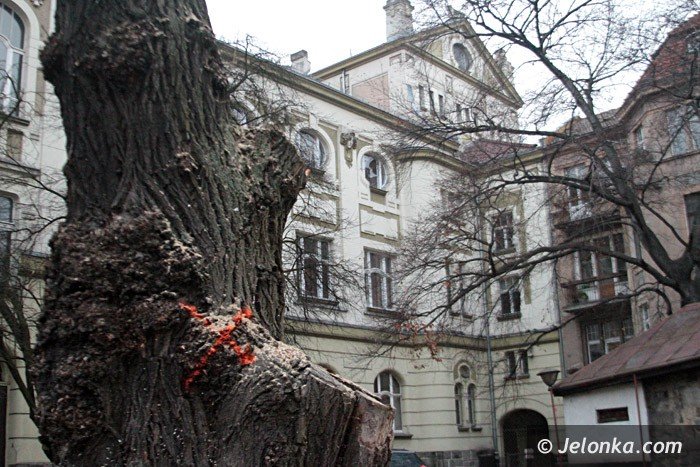 czytelnicy-komu-przeszkadzay-drzewa-przy-teatrze-foto-66140