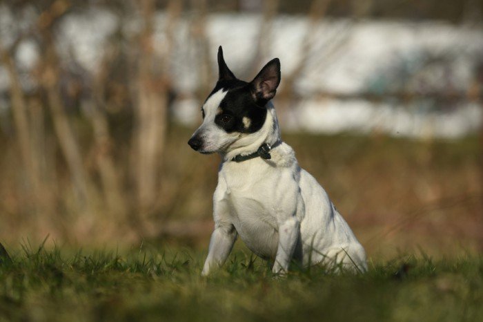 Dingo