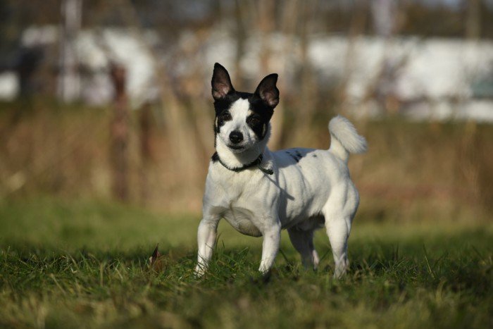 Dingo