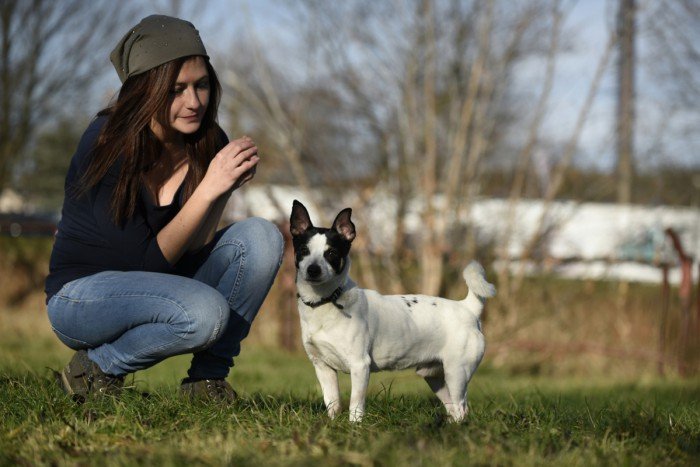 Dingo