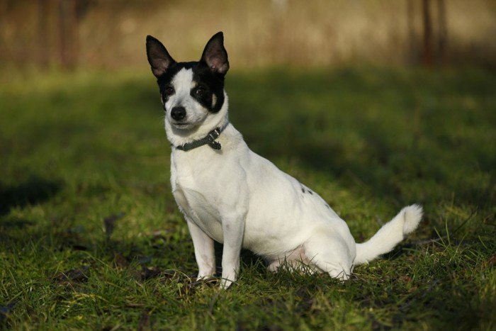 Dingo
