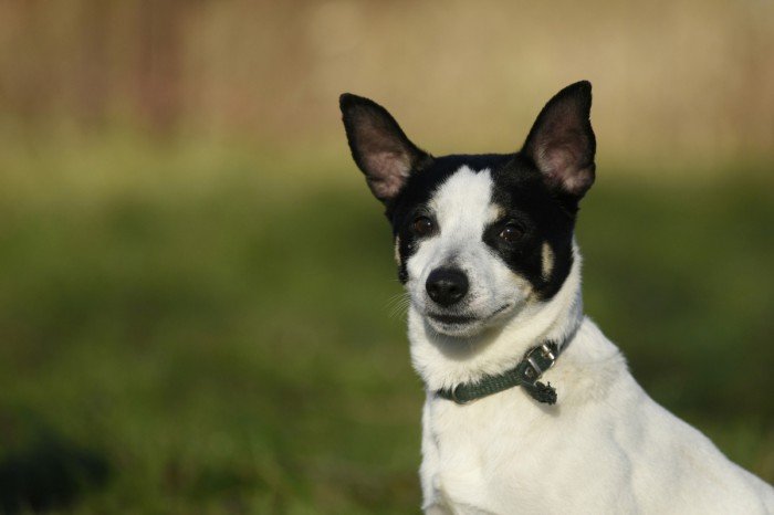 Dingo