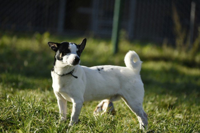 Dingo