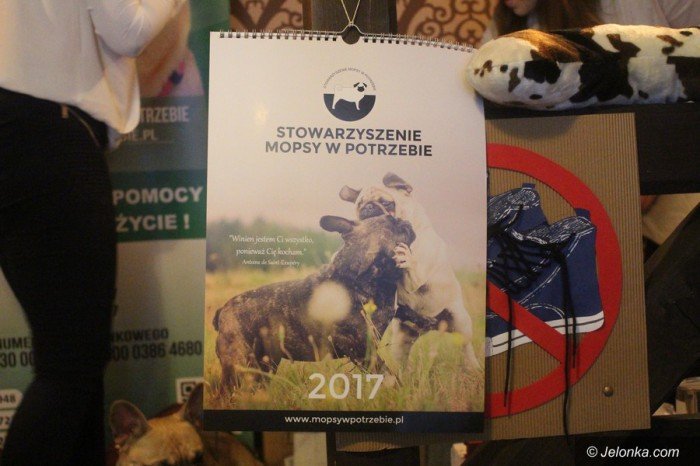w-jeleniej-gorze-kochaja-mopsy-foto-66309