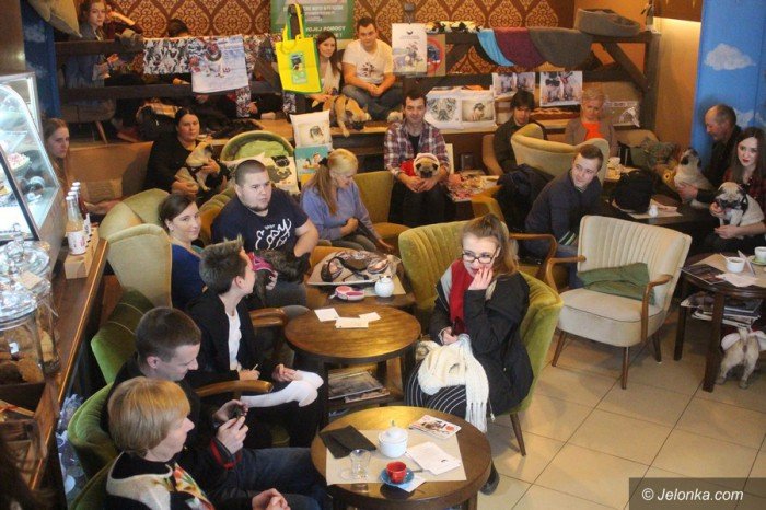 w-jeleniej-gorze-kochaja-mopsy-foto-66309