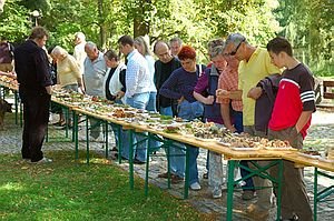 wystawa-swiezych-grzybow-6645