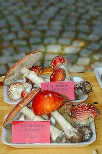 wystawa-swiezych-grzybow-6645