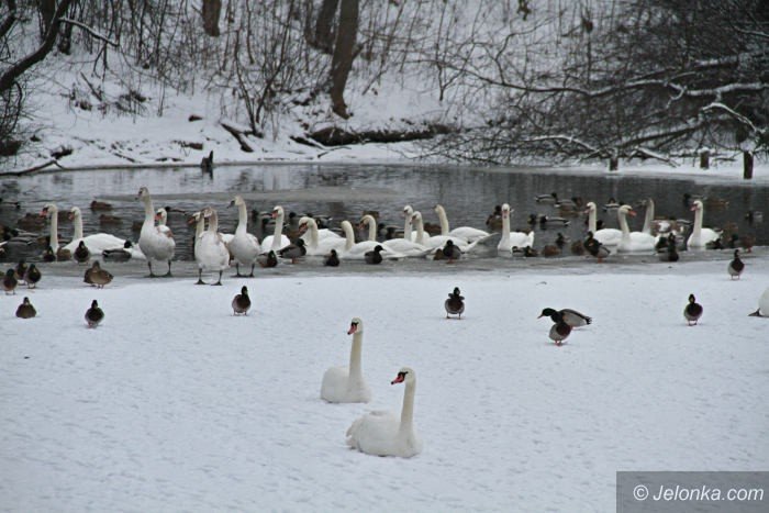 kto-zadba-o-abedzie-zimujace-przy-gowackiego-foto-66775