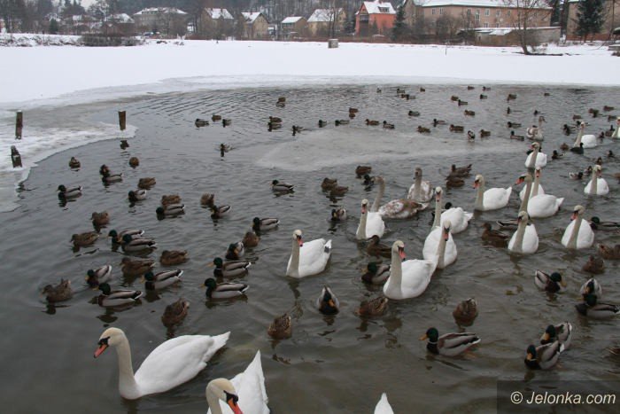 kto-zadba-o-abedzie-zimujace-przy-gowackiego-foto-66775