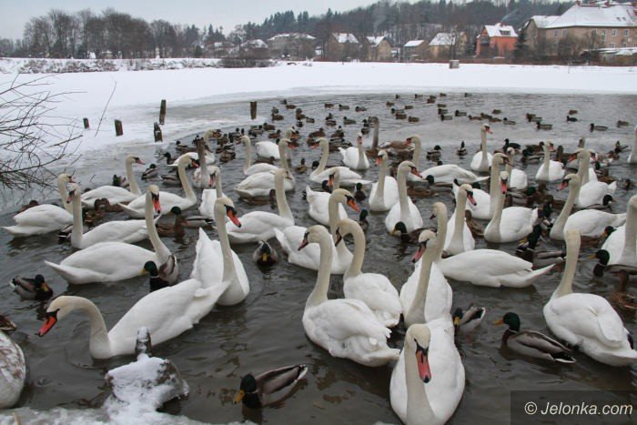 kto-zadba-o-abedzie-zimujace-przy-gowackiego-foto-66775