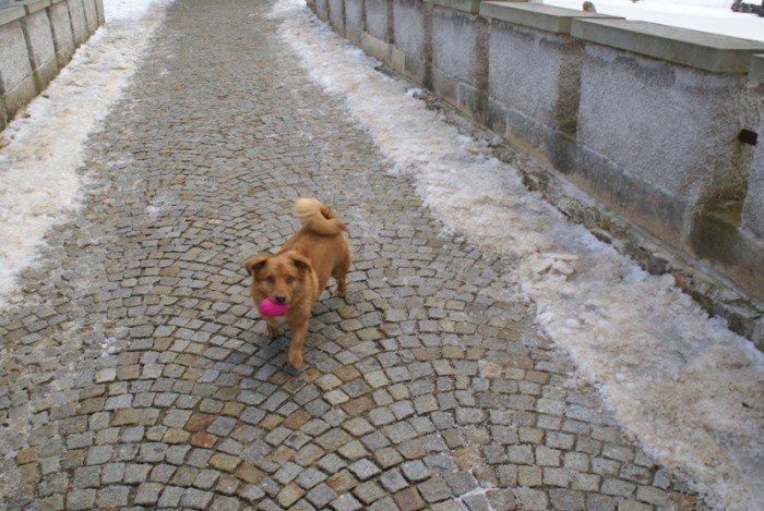 bercik-zamkowy-pupil-w-karpnikach-foto-67272