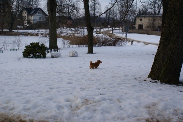 bercik-zamkowy-pupil-w-karpnikach-foto-67272