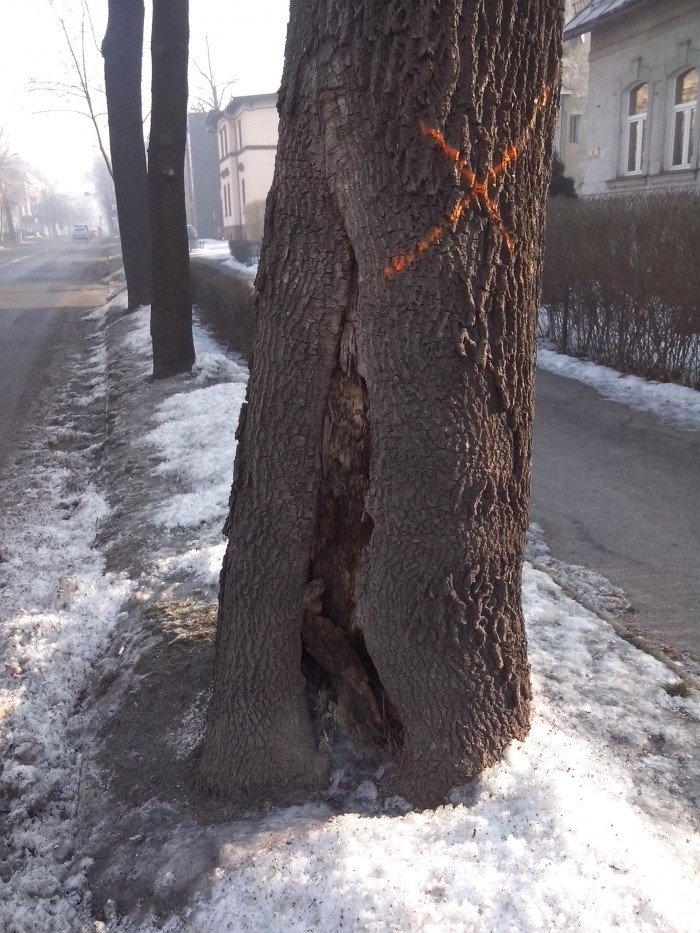 z-wojska-polskiego-ubedzie-starych-drzew-foto-67355