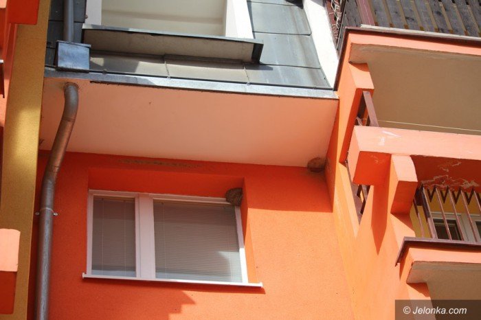 sasiedzki-spor-o-gniazda-dymowek-foto-67628