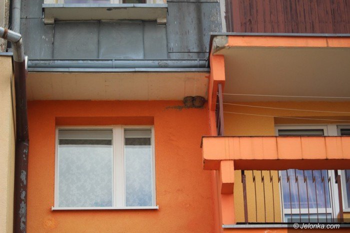 sasiedzki-spor-o-gniazda-dymowek-foto-67628